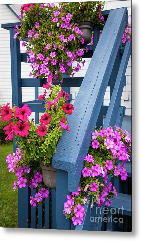 Petunia Metal Print featuring the photograph Petunias on blue porch by Elena Elisseeva