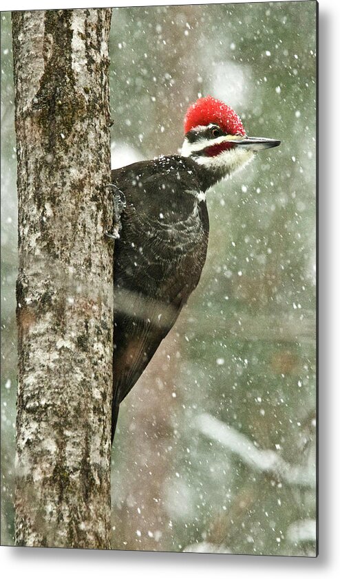 Woodpecker Metal Print featuring the photograph Pileated Woodpecker on a Snowy Day by Michael Peychich