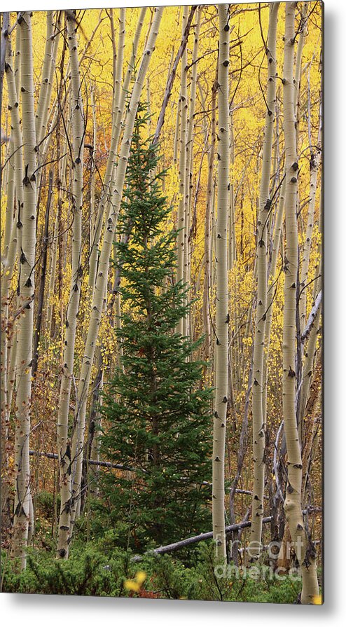 Aspens Metal Print featuring the photograph Pine Tree Among Aspens 4874 by Jack Schultz