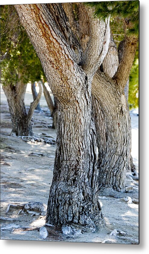 Landscape Metal Print featuring the photograph Pine Tree by Ivete Basso Photography