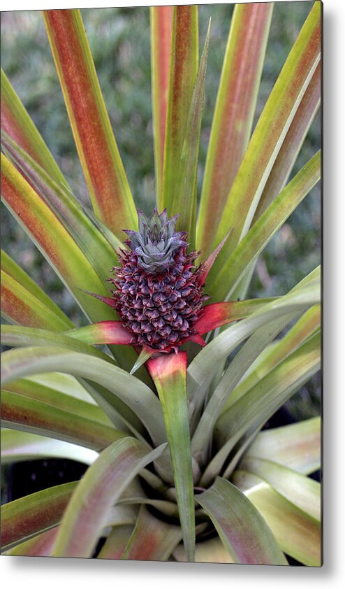  Metal Print featuring the photograph Pineapple, Oahu by Kenneth Campbell