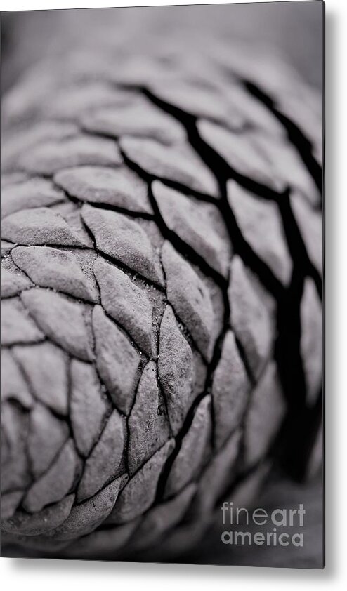 Pine Cone Metal Print featuring the photograph Pinecone Patterns by Tracey Lee Cassin