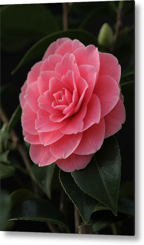 Camellia Metal Print featuring the photograph Pink Camellia Dream by Tammy Pool