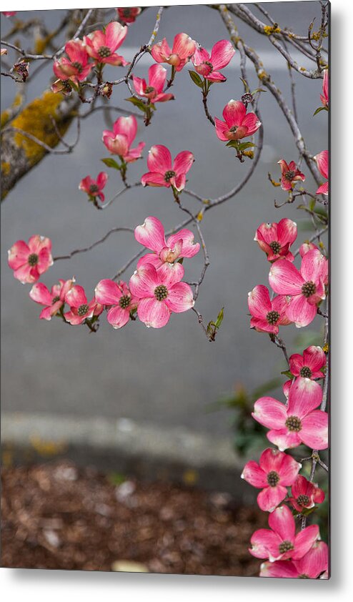 Bellingham Metal Print featuring the photograph Pink Dogwoods by Judy Wright Lott