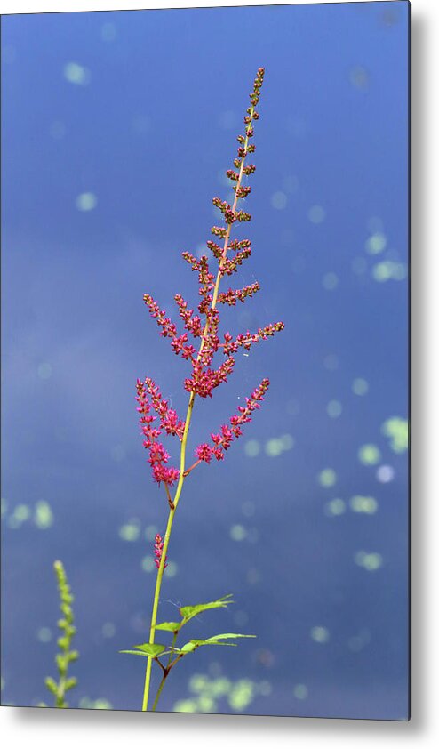 Astilbe Metal Print featuring the photograph Pink Floral Dow Gardens 4 062618 by Mary Bedy
