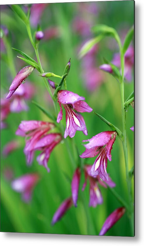 Pink Metal Print featuring the photograph Pink flowers of Gladiolus Communis by Frank Tschakert