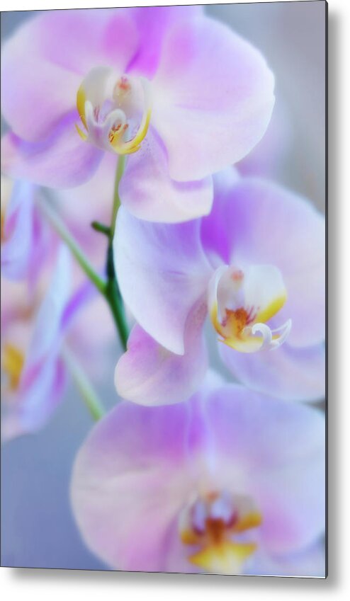 Orchids Metal Print featuring the photograph Pink Girls Dancing by Jade Moon