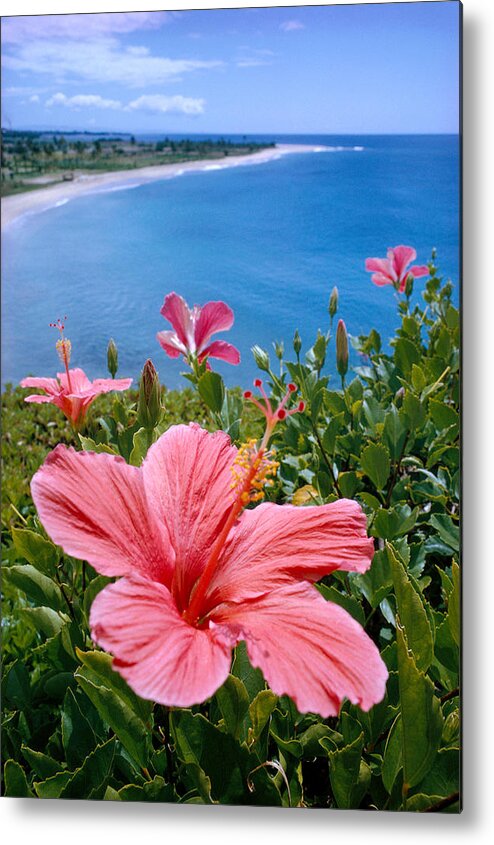 B1589 Metal Print featuring the photograph Pink Hibiscus by David Cornwell First Light Pictures Inc - Printscapes