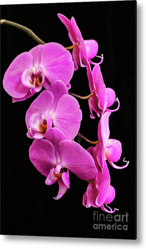 Pink Orchid Metal Print featuring the photograph Pink Orchid with Black background by Andy Myatt