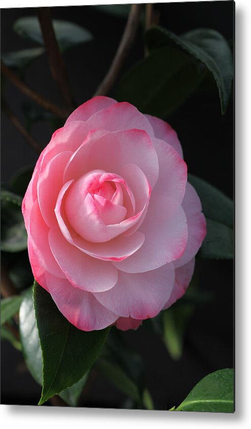 Flower Metal Print featuring the photograph Pink Petals Camellia by Tammy Pool