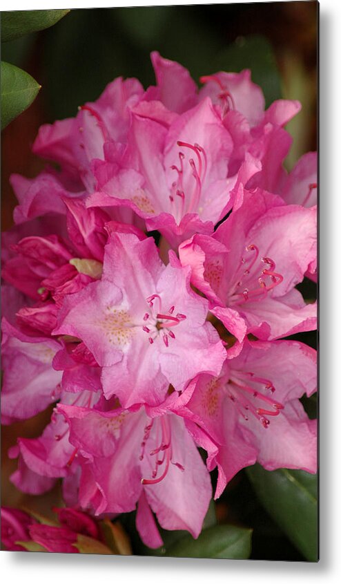 Rhododendron Metal Print featuring the photograph Pink Rhododendron 21 by Frank Mari