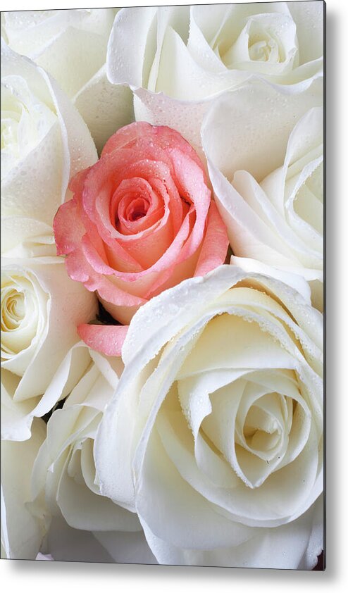 Pink Rose White Roses Metal Print featuring the photograph Pink rose among white roses by Garry Gay
