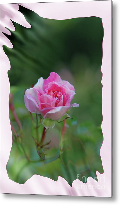 Pink Metal Print featuring the photograph Pink Rose by Elaine Hunter