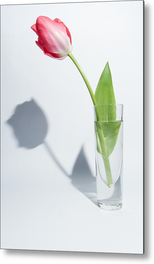 Flowers Metal Print featuring the photograph Red Tulip Shadow by Helen Jackson