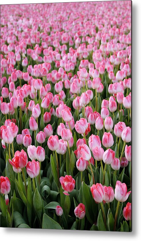 Tulips Metal Print featuring the photograph Pink Tulips- photograph by Linda Woods