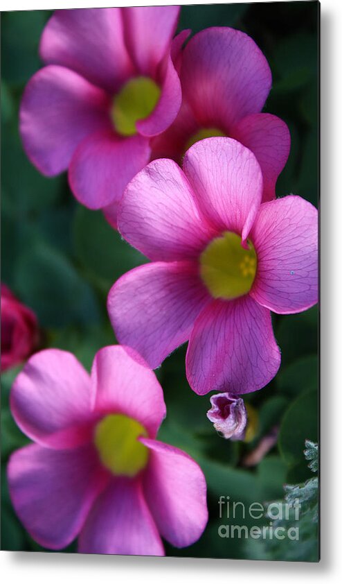Flowers Metal Print featuring the photograph Playing With Shadows by Kym Clarke