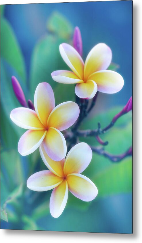 Floral Metal Print featuring the photograph Plumerias in Pastel by Jade Moon