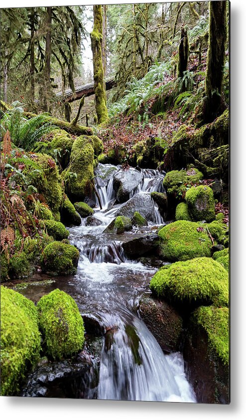 Trees Metal Print featuring the photograph PNW Forest by Steven Clark