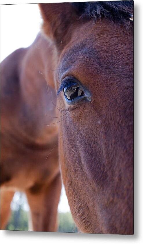 Horse Metal Print featuring the photograph Pony by Dustin K Ryan