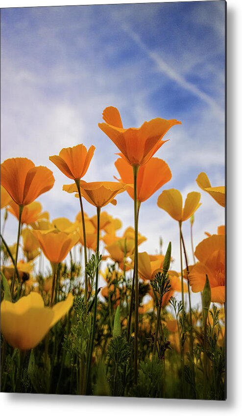 Poppies Metal Print featuring the photograph Poppies Are A Poppin' by Saija Lehtonen
