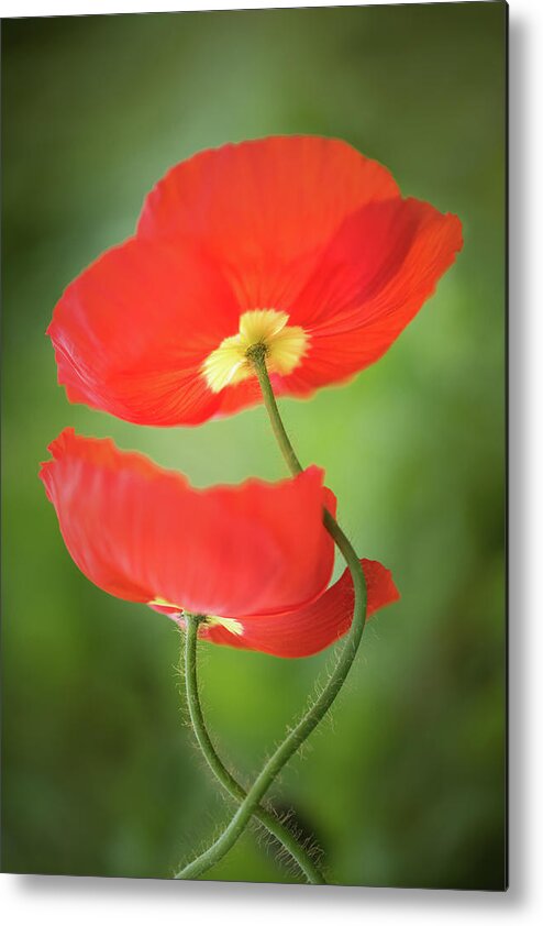 Lowcountry Springtime Metal Print featuring the photograph Poppy Love by Kim Carpentier