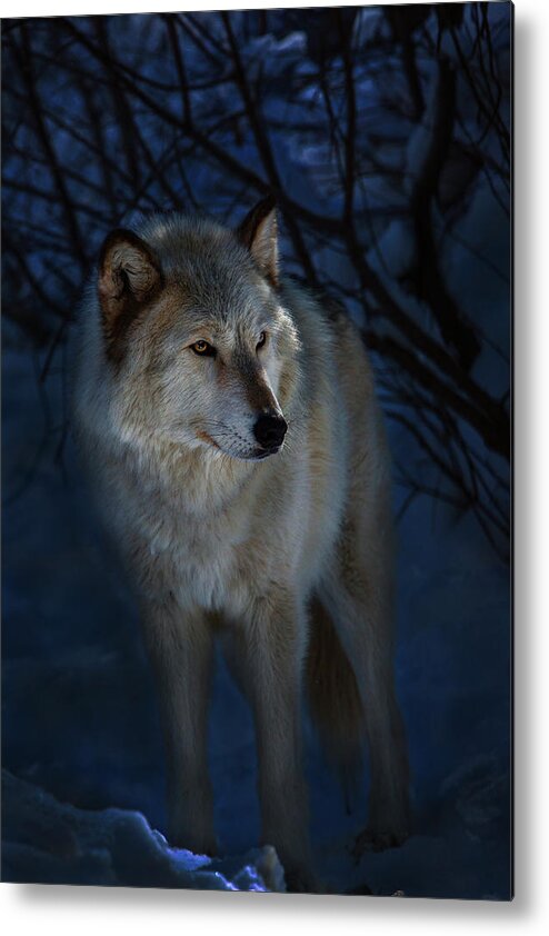 Metal Print featuring the photograph Portrait in the night by Jeff Shumaker