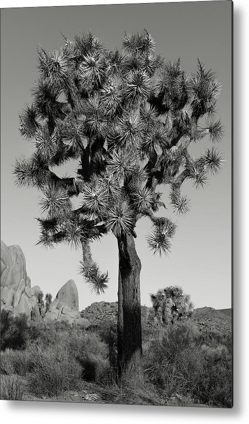 California Metal Print featuring the photograph Portrait by Joseph Smith