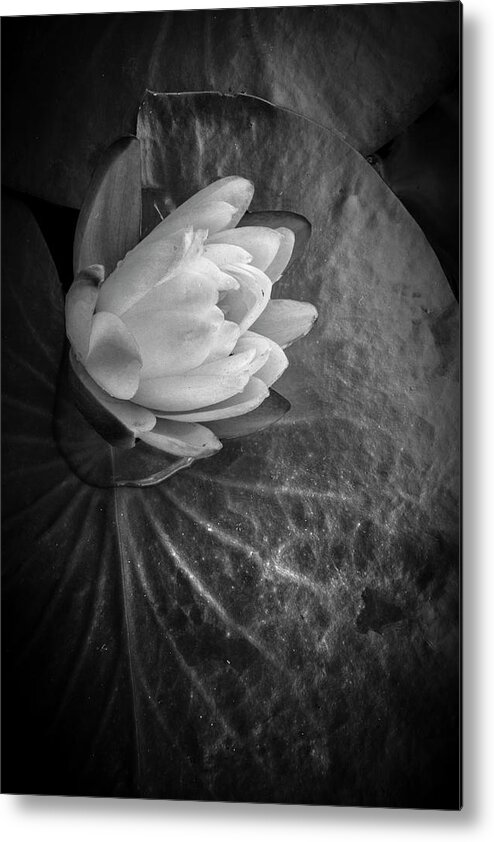 Everglades Metal Print featuring the photograph Portrait of a Lily by Debra and Dave Vanderlaan