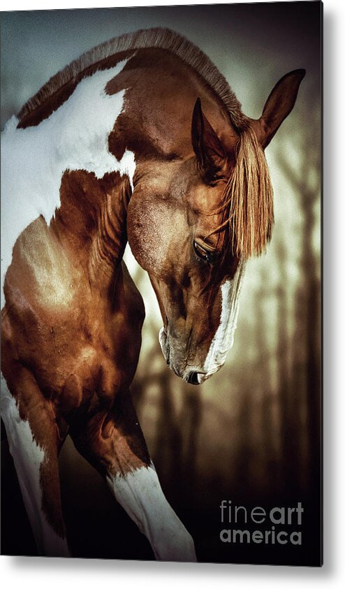 Horse Metal Print featuring the photograph Portrait of paint horse stallion by Dimitar Hristov