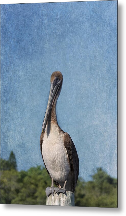 Pelican Metal Print featuring the photograph Posing Pelican by Kim Hojnacki