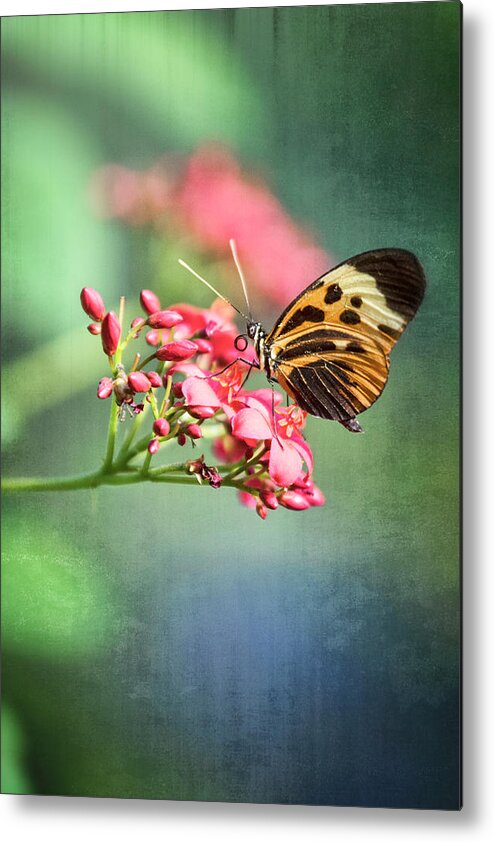 Postman Butterfly Metal Print featuring the photograph Postman Butterfly in Dawn's Light by Saija Lehtonen