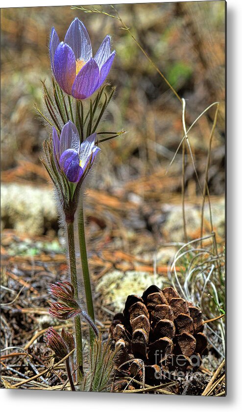 Pasque Flower Metal Print featuring the photograph Prairie Crocus by Jim Garrison