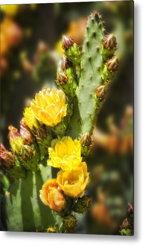 Cactus Metal Print featuring the photograph Prickly Pear Cactus in Bloom by Bob Coates