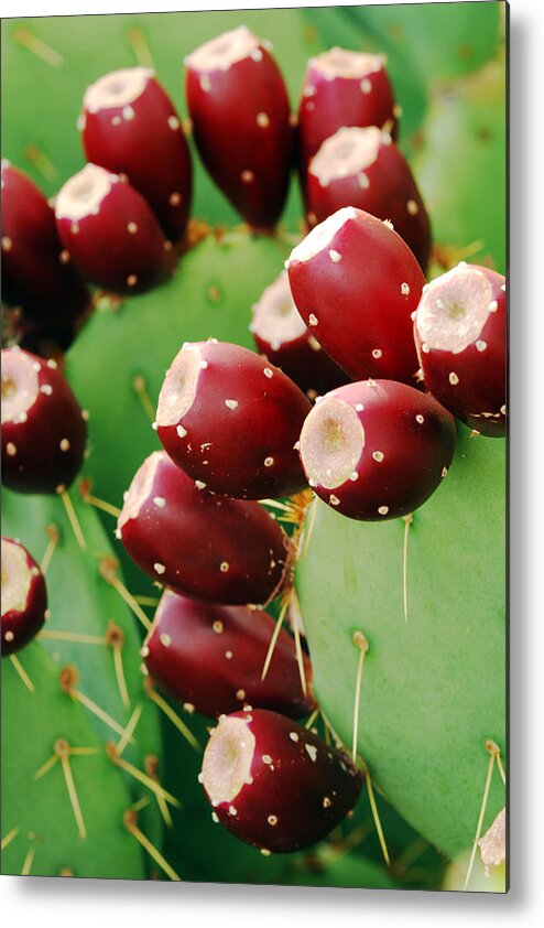 Cactus Metal Print featuring the photograph Prickly Pear Fruit by Jill Reger