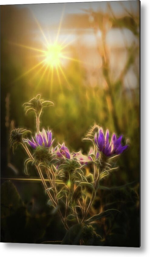 Purple Aster Metal Print featuring the photograph Purple Aster Glow by Beth Venner