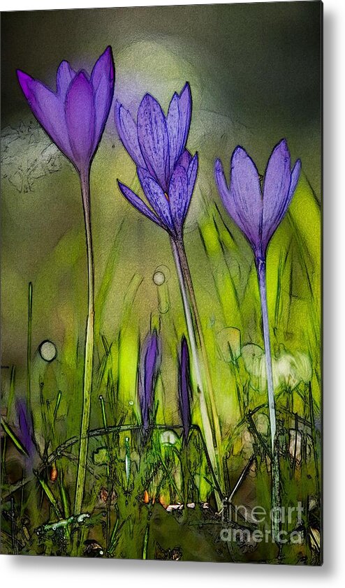 Bloom Metal Print featuring the photograph Purple Crocus Flowers by Jean Bernard Roussilhe