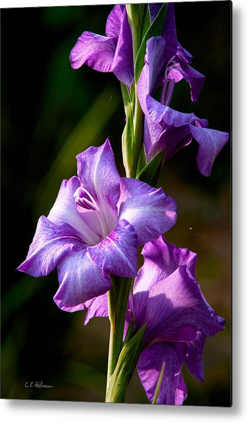 Gladiolas Metal Print featuring the photograph Purple Glads by Christopher Holmes