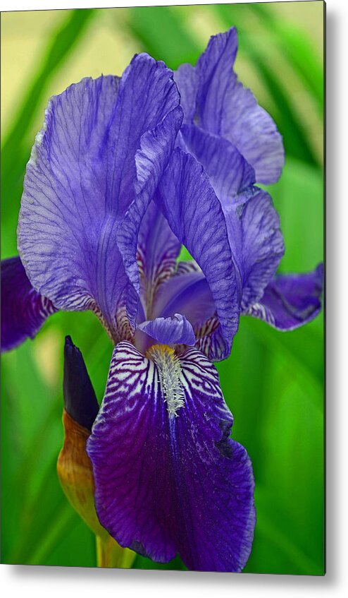 Purple Iris Metal Print featuring the photograph Purple Iris by Lisa Phillips