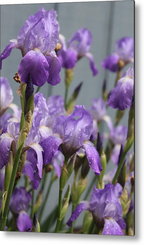 Purple Iris Metal Print featuring the photograph Purple Irises by Lauri Novak