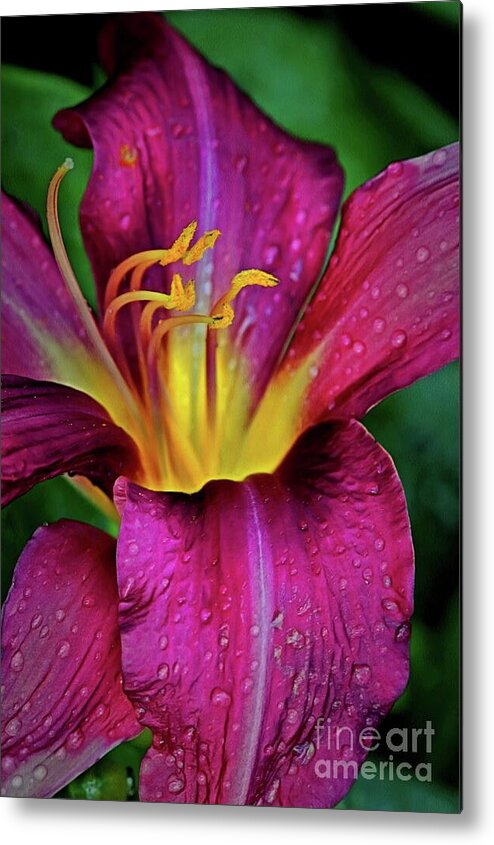 Purple Metal Print featuring the photograph Purple Lily with Raindrops by Patricia Strand