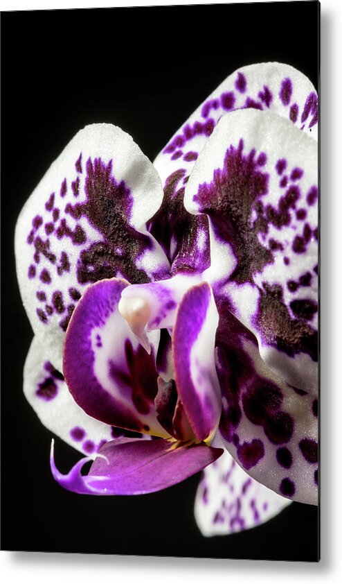 Orchid Metal Print featuring the photograph Purple Orchid by Tammy Ray
