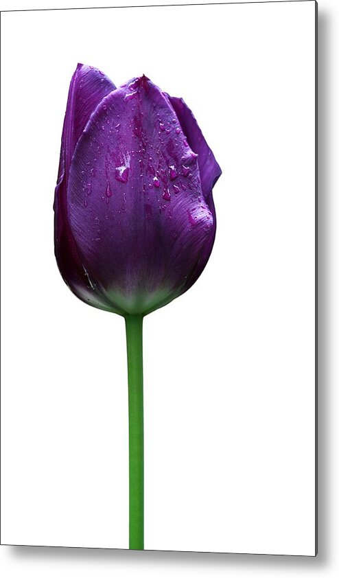 Beautiful Metal Print featuring the photograph Purple tulip T by Ivan Slosar