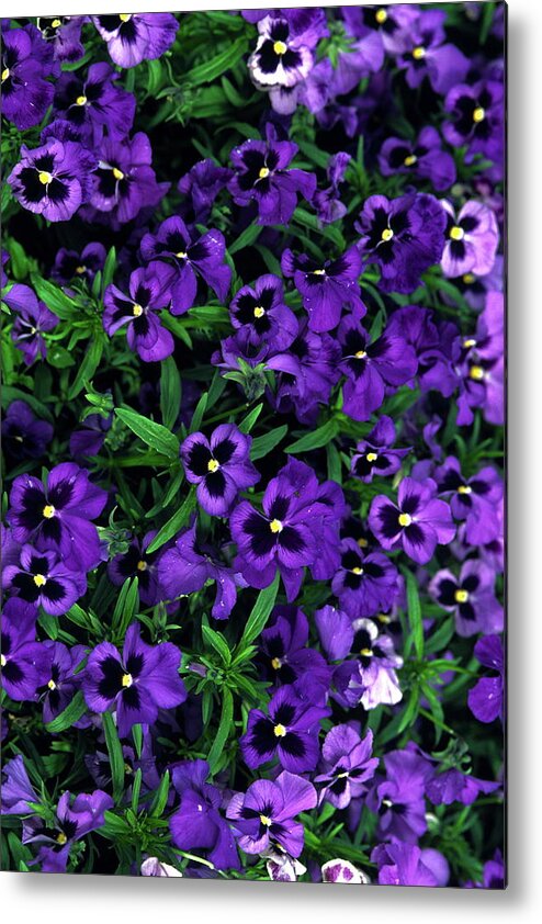 Violas Metal Print featuring the photograph Purple Viola Flowers by Sally Weigand