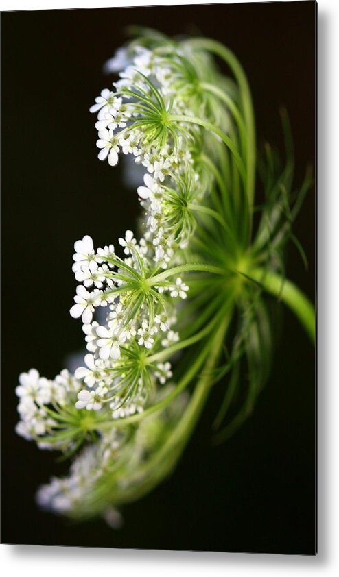 Queen Anne's Lace Metal Print featuring the photograph Queen Anne's Lace by Susie Weaver