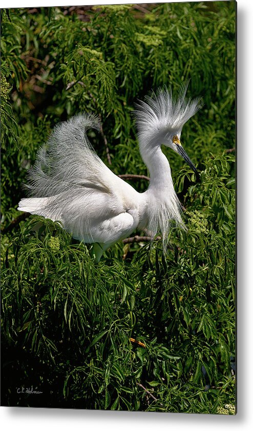 Snowy Egret Metal Print featuring the photograph Quite The Doo by Christopher Holmes