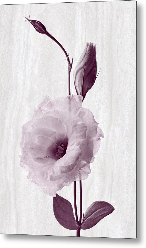 Lisianthus Flowers Metal Print featuring the photograph Radiating Joy by Leda Robertson