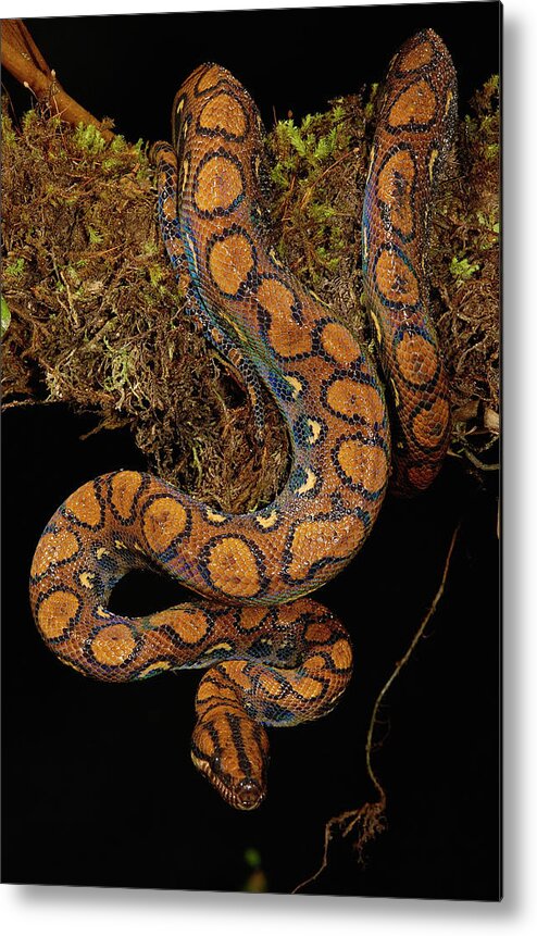 Mp Metal Print featuring the photograph Rainbow Boa Epicrates Cenchria Cenchria by Pete Oxford