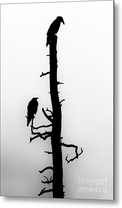 Raven Metal Print featuring the photograph Raven's Wood by Jim Garrison