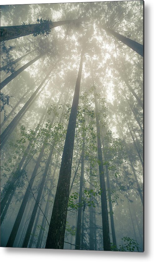 Forest Metal Print featuring the photograph Reaching by Shuwen Wu