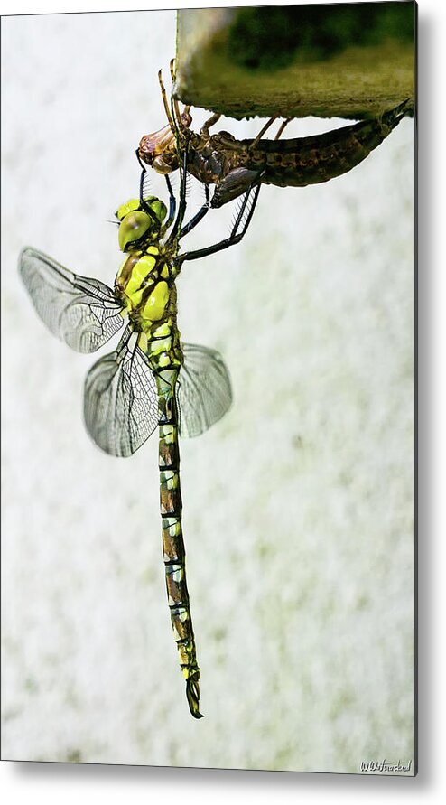 Dragonfly Metal Print featuring the photograph Rebirth II by Weston Westmoreland